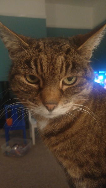 Let me see your fuzzy overlords?
