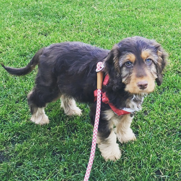 Puppy Survival Thread Part 5!