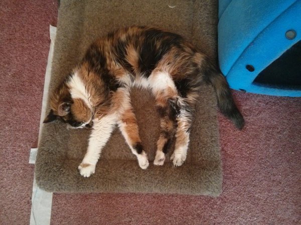 Tortie or calico?