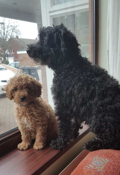 Regret getting a puppy