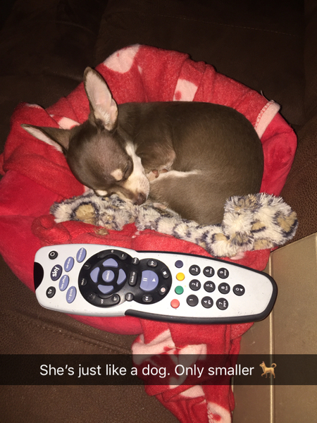 What does your dog do all day?