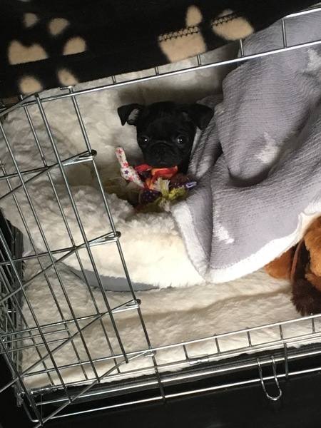 Puppy collection countdown
