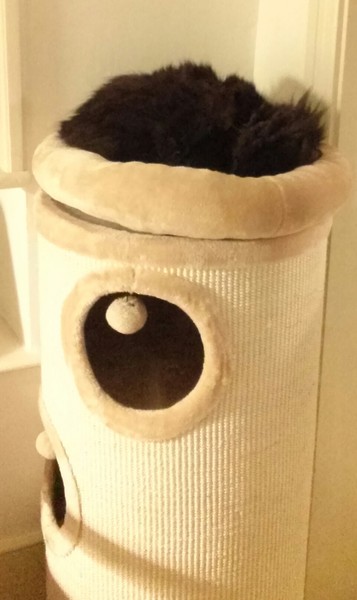 What's your DCat up to today? Episode 6, Return of the... Cats?