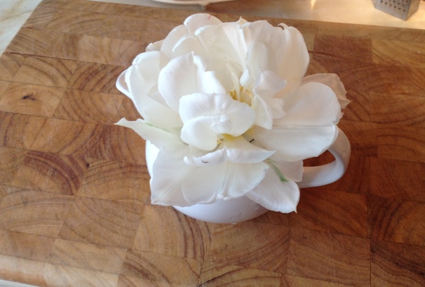 Searching for large white clematis