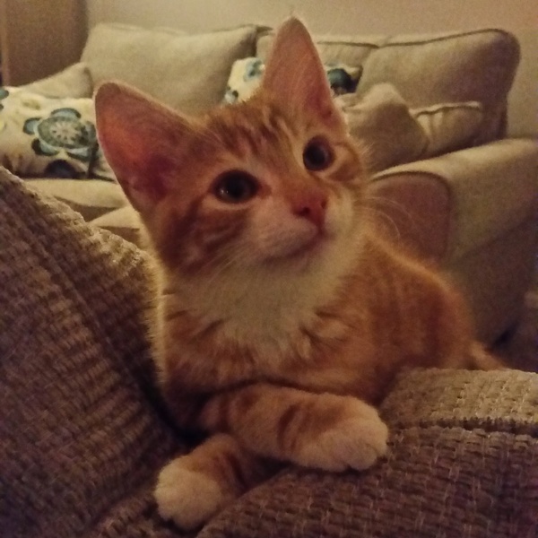 AIBU to think my cat is the cutest?