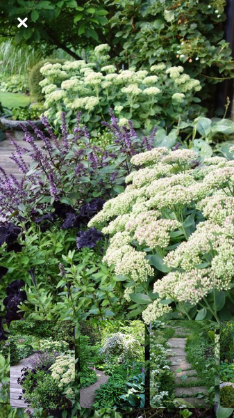 Plant identification