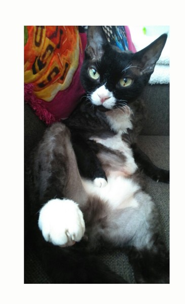 AIBU to think my cat is the cutest?