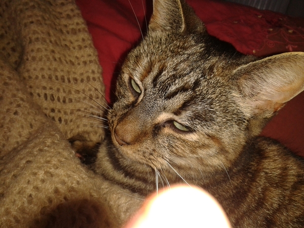 Let me see your fuzzy overlords?