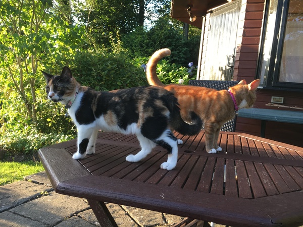 Tortie or calico?