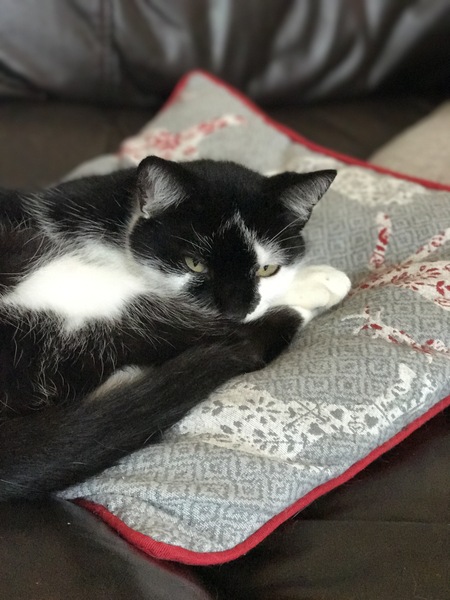 AIBU to think my cat is the cutest?