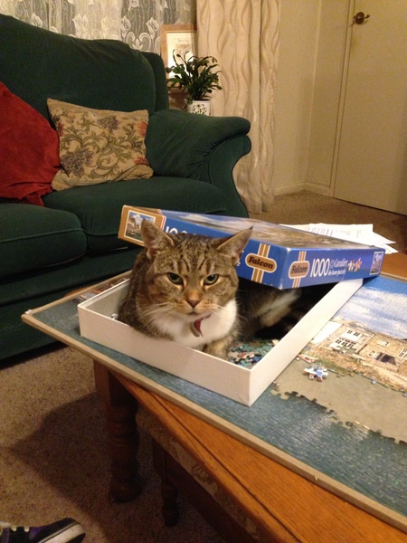 AIBU to think my cat is the cutest?