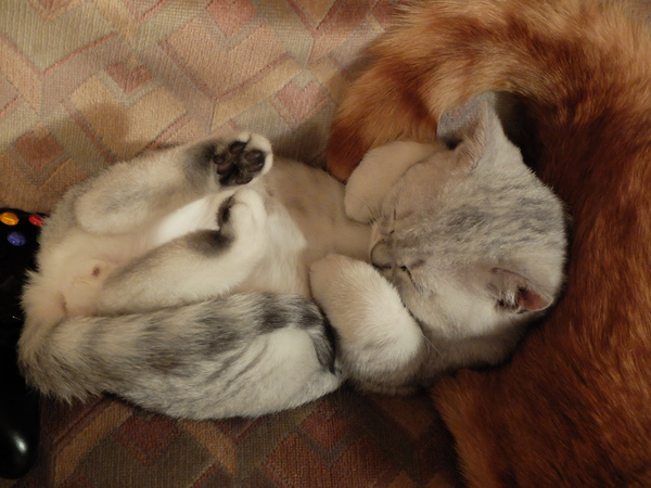 AIBU to think my cat is the cutest?