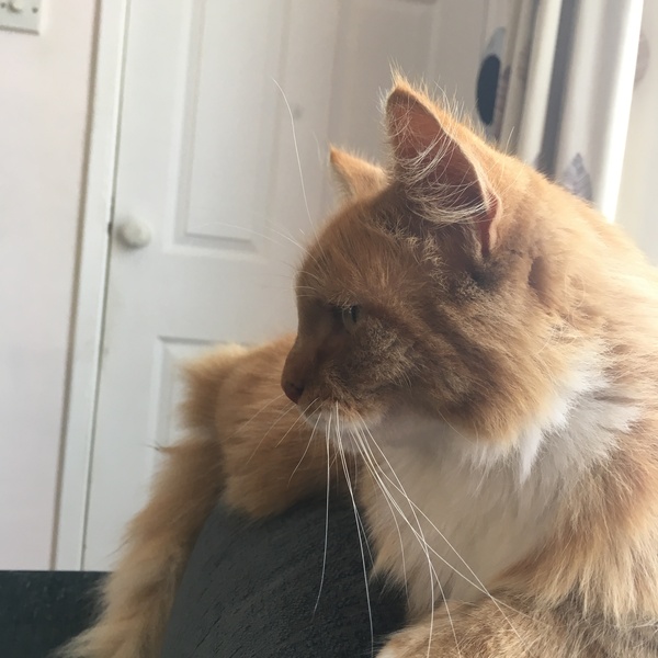 Let me see your fuzzy overlords?