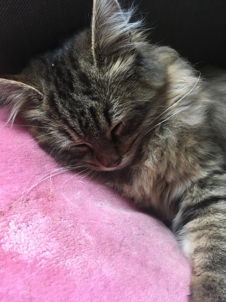 Let me see your fuzzy overlords?