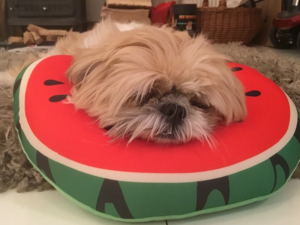 What does your dog do all day?