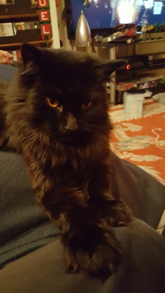 What's your DCat up to today? Episode 6, Return of the... Cats?