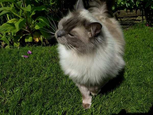 AIBU to think my cat is the cutest?