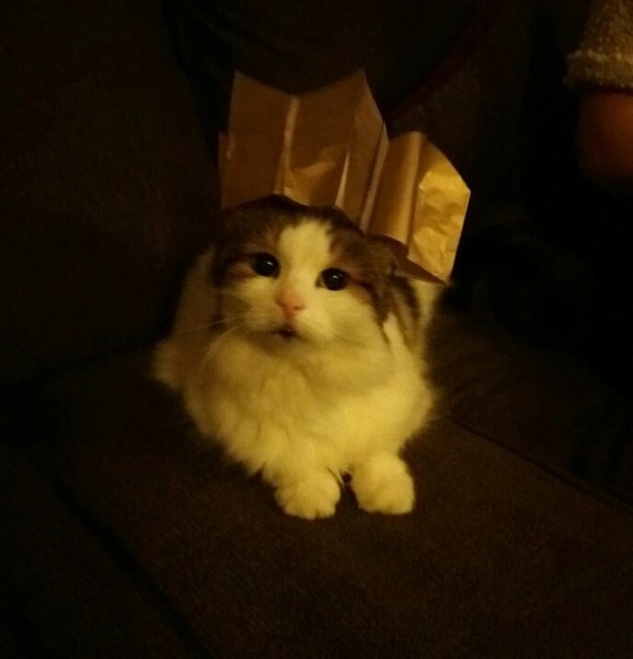 AIBU to think my cat is the cutest?