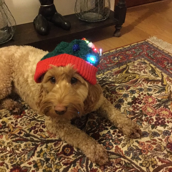 General dog chat