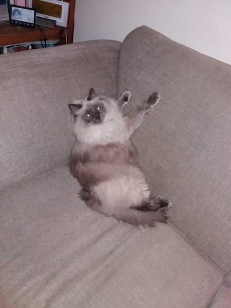 Is this a Ragdoll?