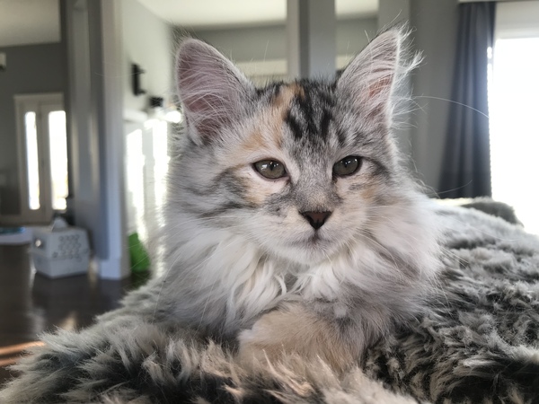 AIBU to think my cat is the cutest?