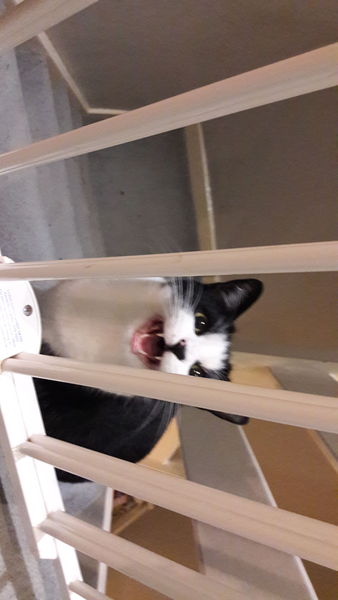 Let me see your fuzzy overlords?