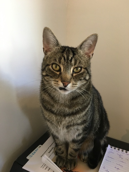 To cheer me up with photos of your pet? The first photo you have and the last?