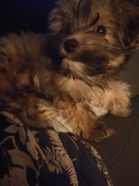Puppy Survival Thread Part 5!