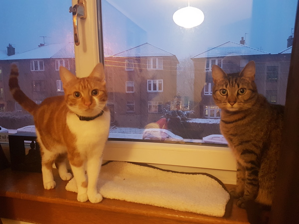 What's your DCat up to today? Episode 6, Return of the... Cats?