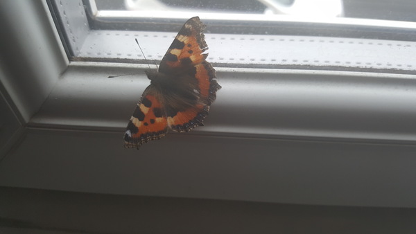Look what i've just found....(pic)