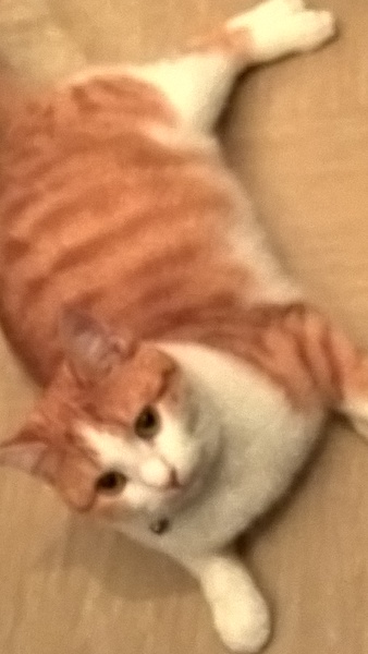 Helping chubby kitty slim down