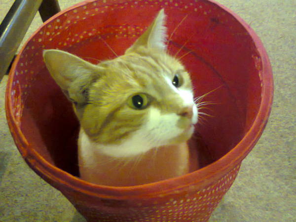 AIBU to think my cat is the cutest?