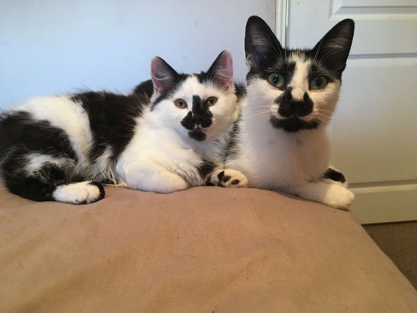 Let me see your fuzzy overlords?