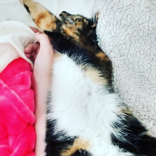 Let me see your fuzzy overlords?