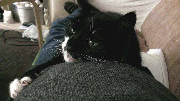 AIBU to think my cat is the cutest?