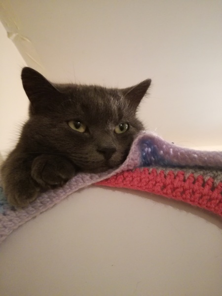 Let me see your fuzzy overlords?