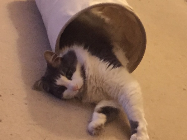 To cheer me up with photos of your pet? The first photo you have and the last?