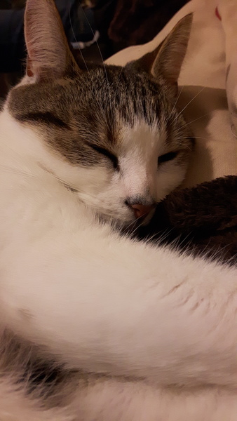 AIBU to think my cat is the cutest?