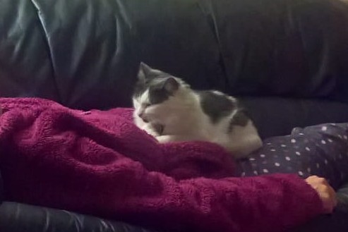 Very active cat?