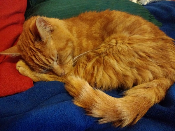 Support Topic for those with elderly or ill cats?