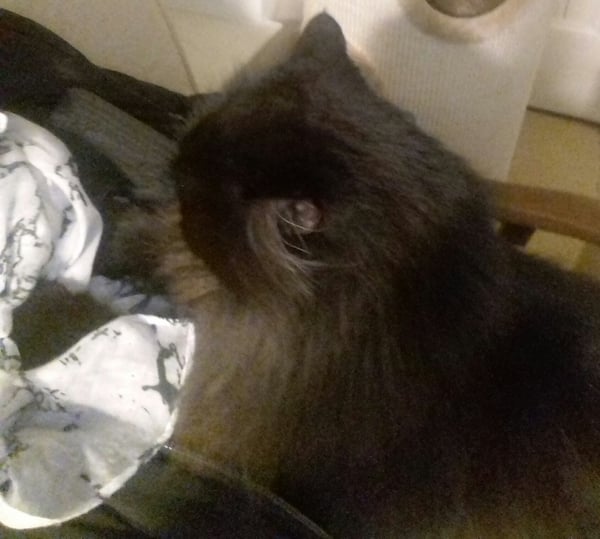 What's your DCat up to today? Episode 6, Return of the... Cats?