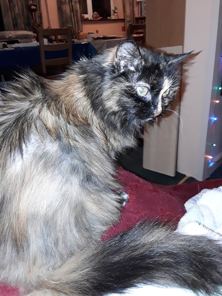 Old cat yowling noises.