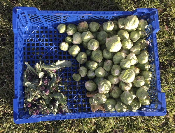 Allotment/Veg patch thread 11 'We bid  farewell to rainbow leaves but will keep plotting along'