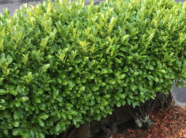 Hedge advice needed!