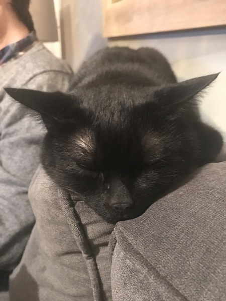 AIBU to think my cat is the cutest?