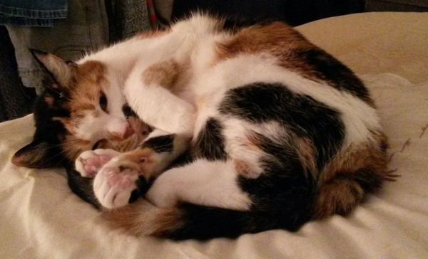 Let me see your fuzzy overlords?