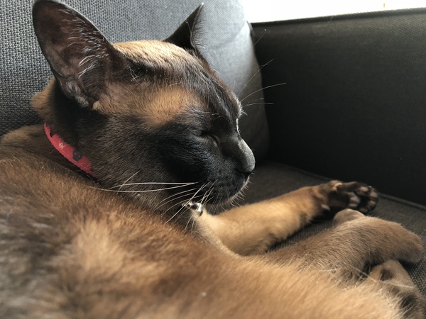 AIBU to think my cat is the cutest?
