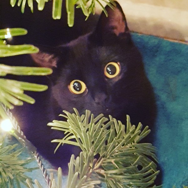 Let me see your fuzzy overlords?