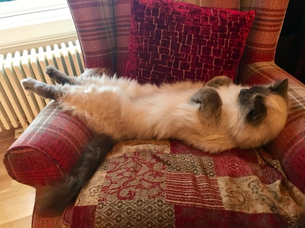AIBU to think my cat is the cutest?