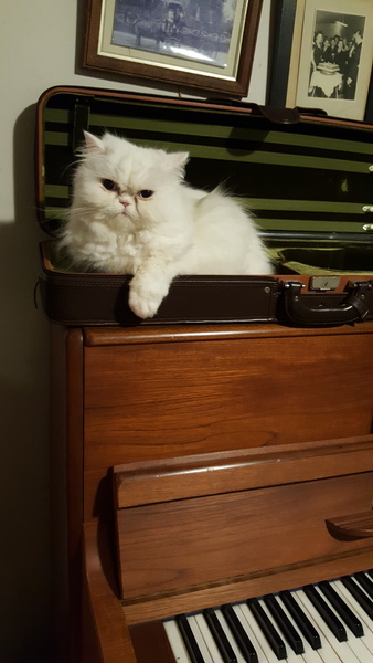 AIBU to think my cat is the cutest?
